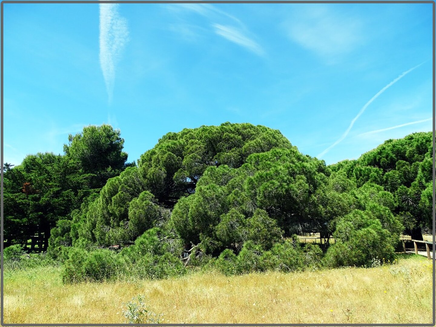 Ancient Pine Forest